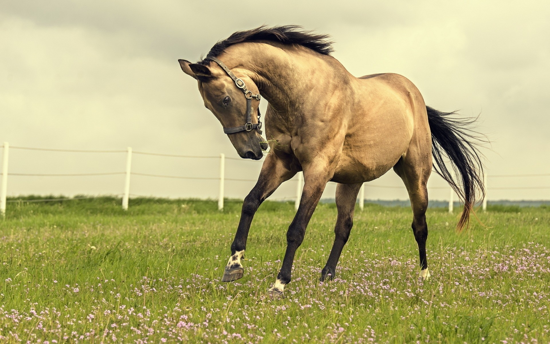 feld pferd natur