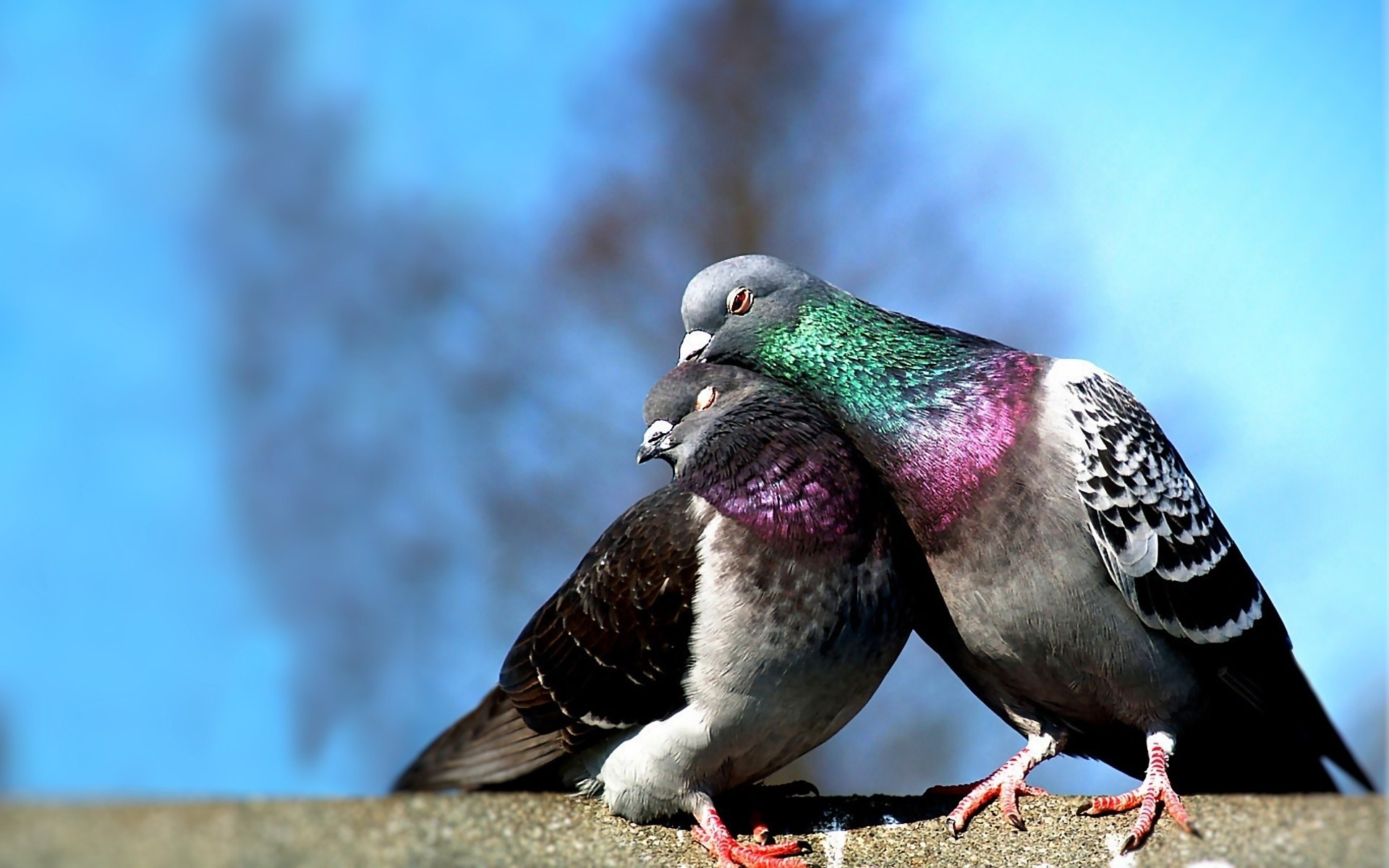 tendresse pigeons oiseaux