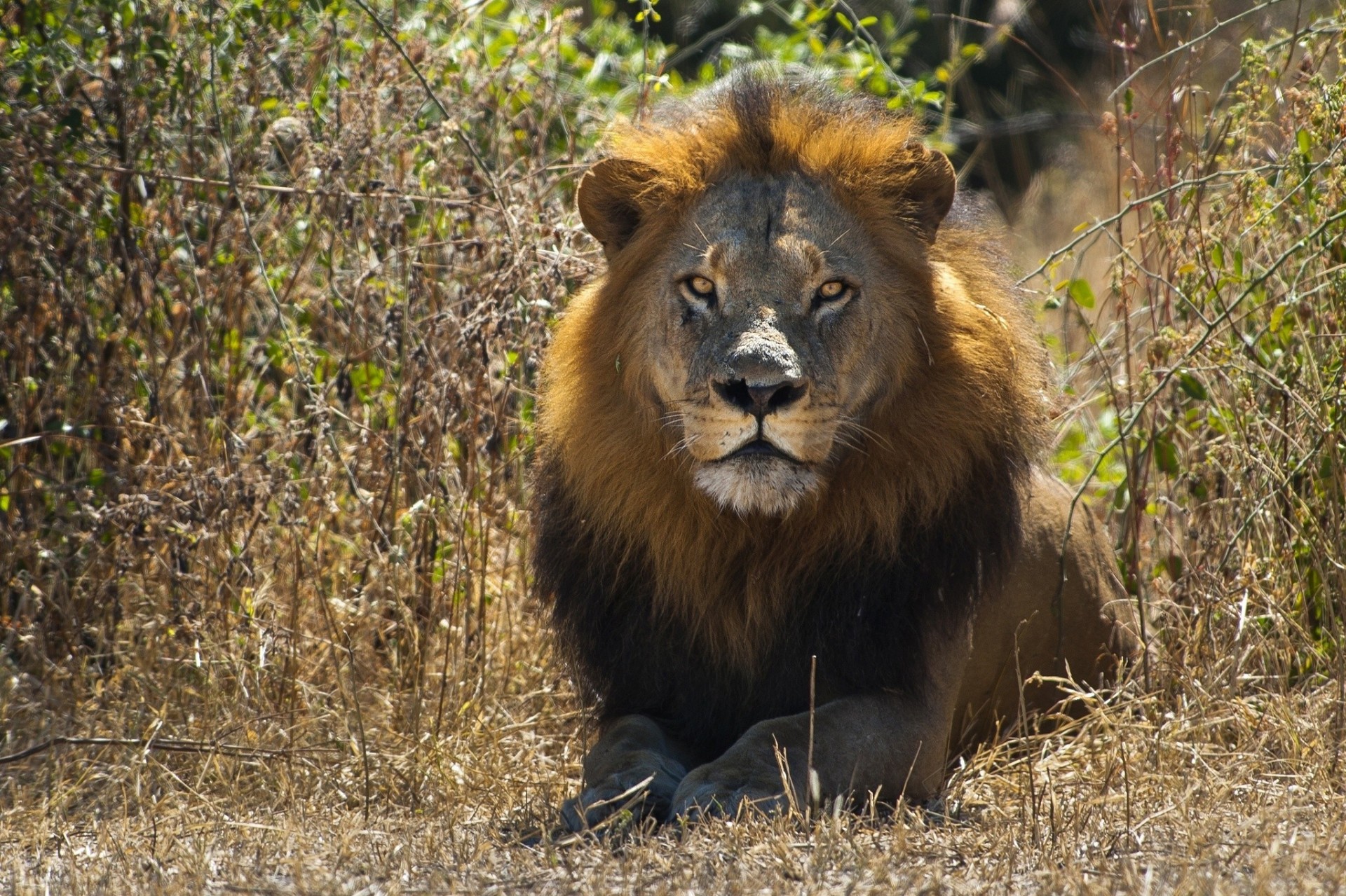 blick löwe könig der tiere