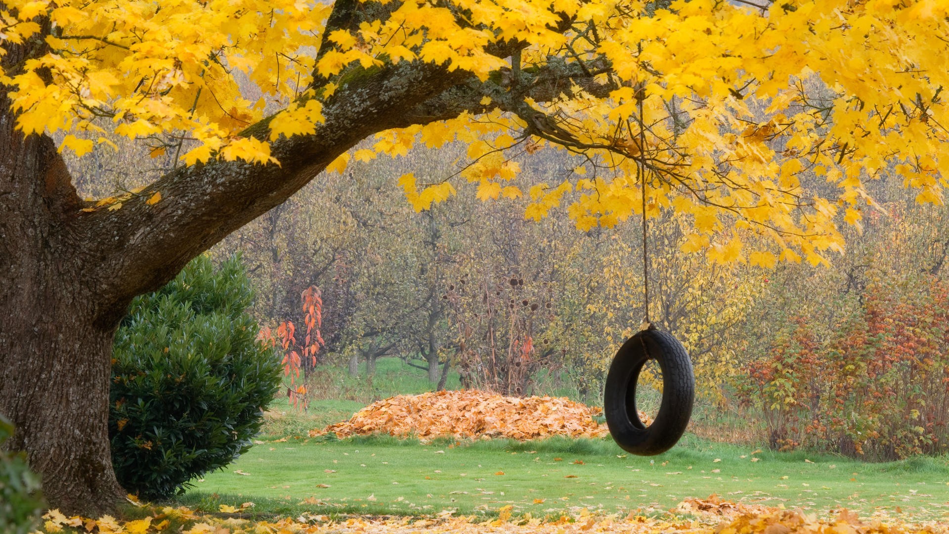 otoño rueda hojas