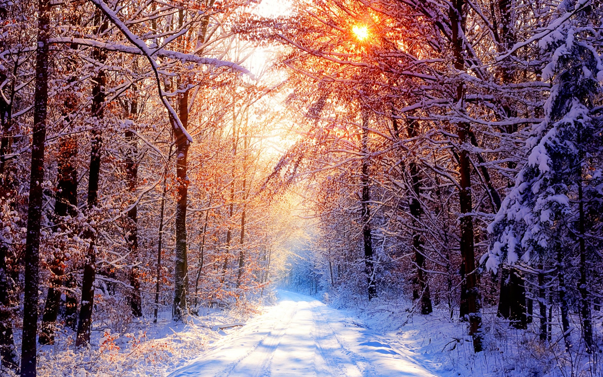 foresta neve mattina alberi inverno