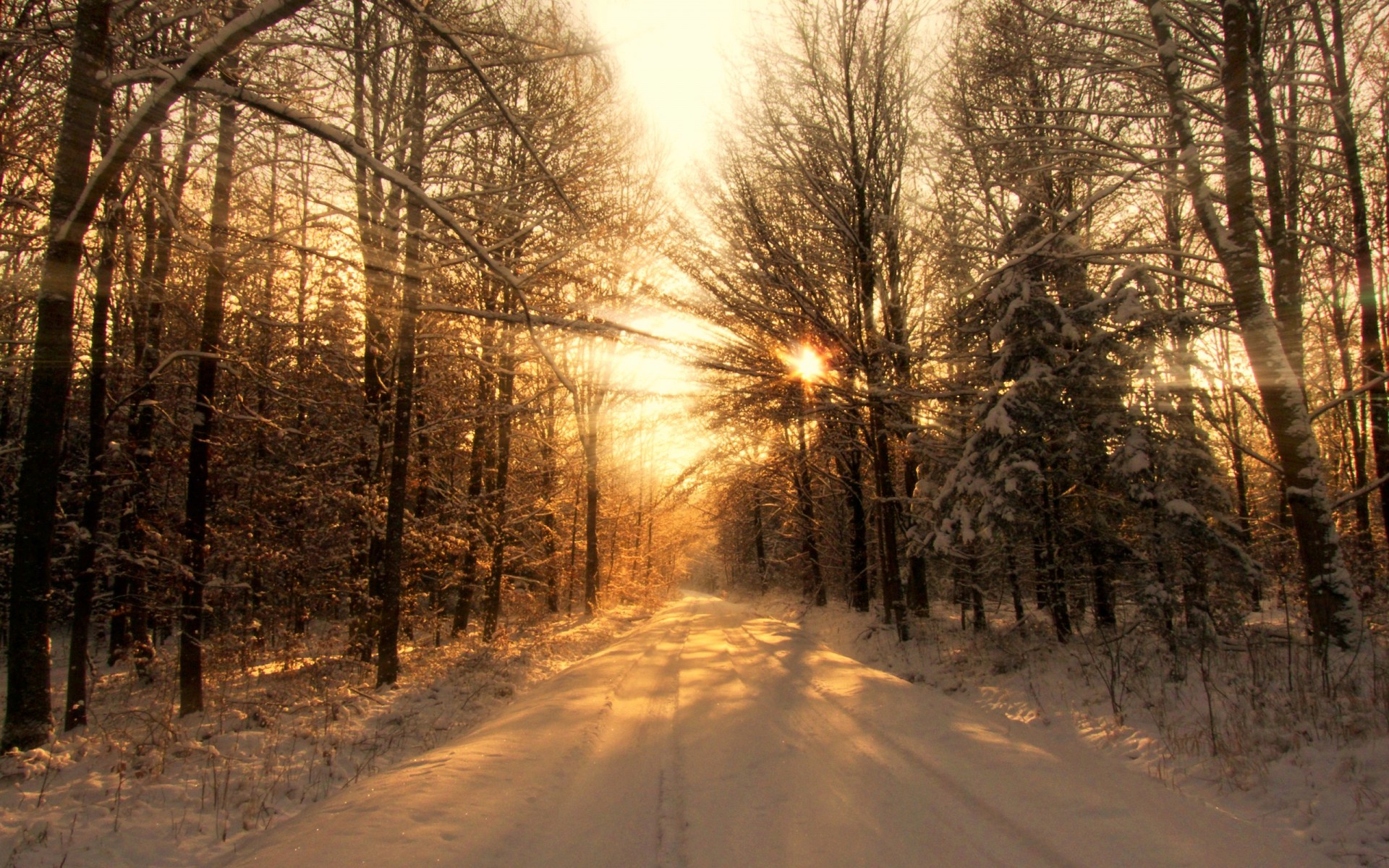 hiver forêt arbres lumière