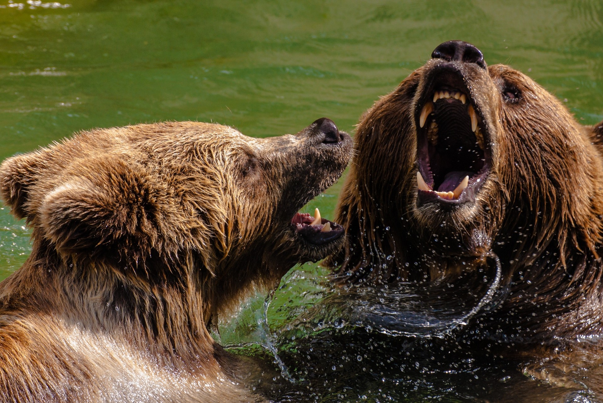 bears brown animal