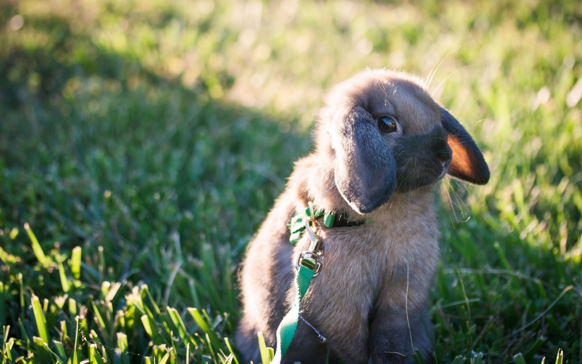 laisse lapin lièvre marche