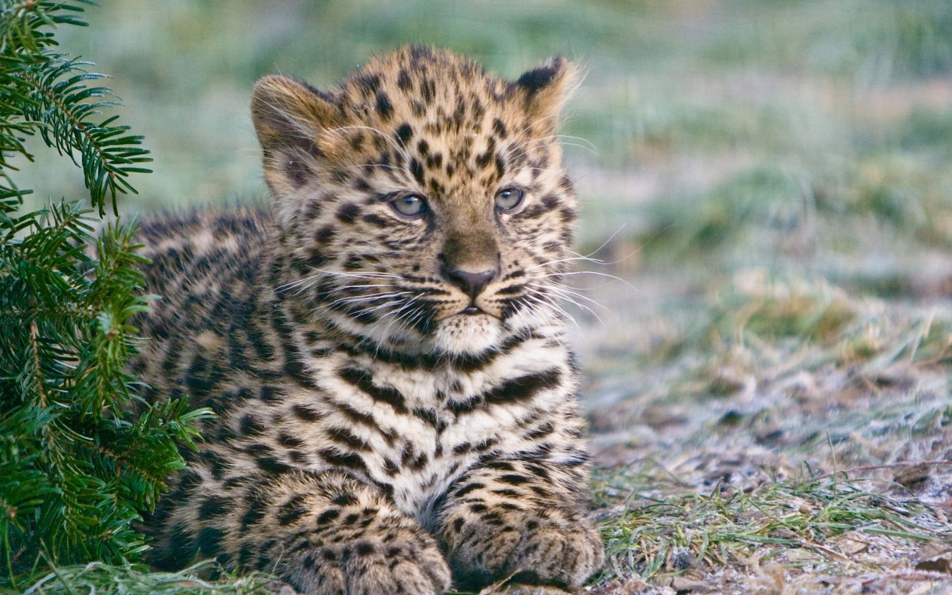 baby leopard