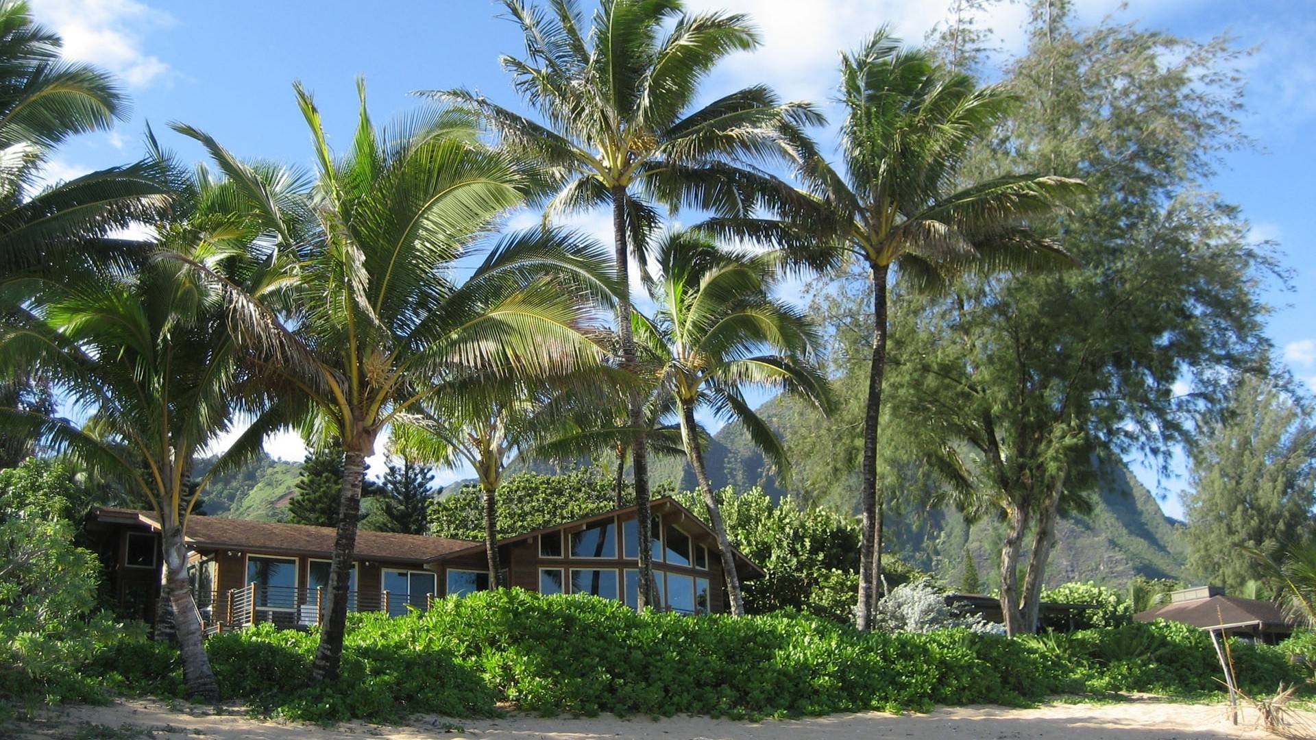 palm house beach summer