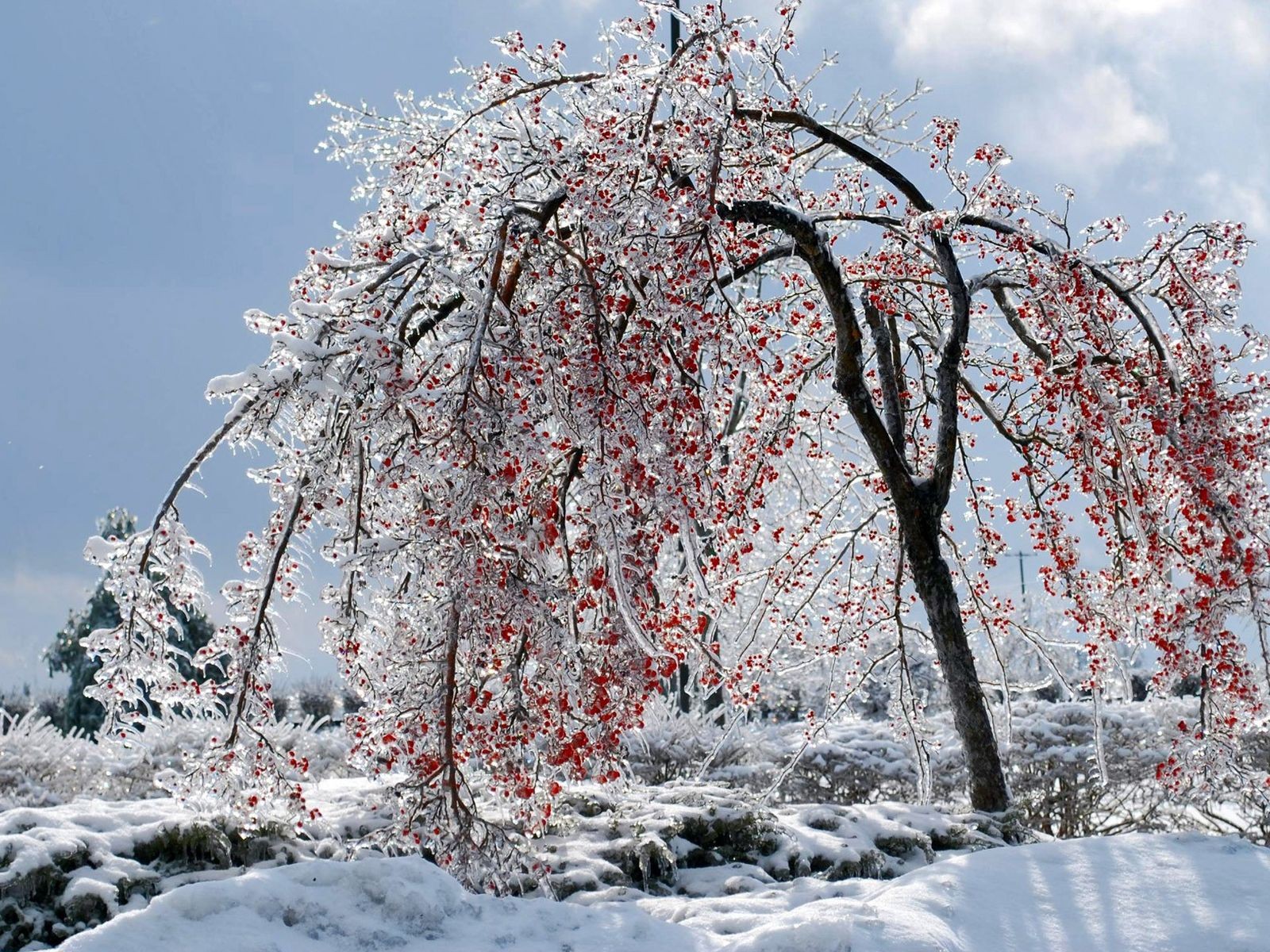 albero bacche ghiaccio inverno