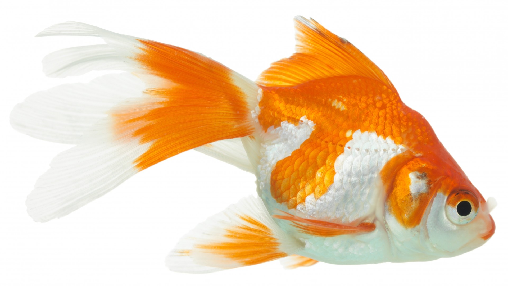 white background close up goldfish