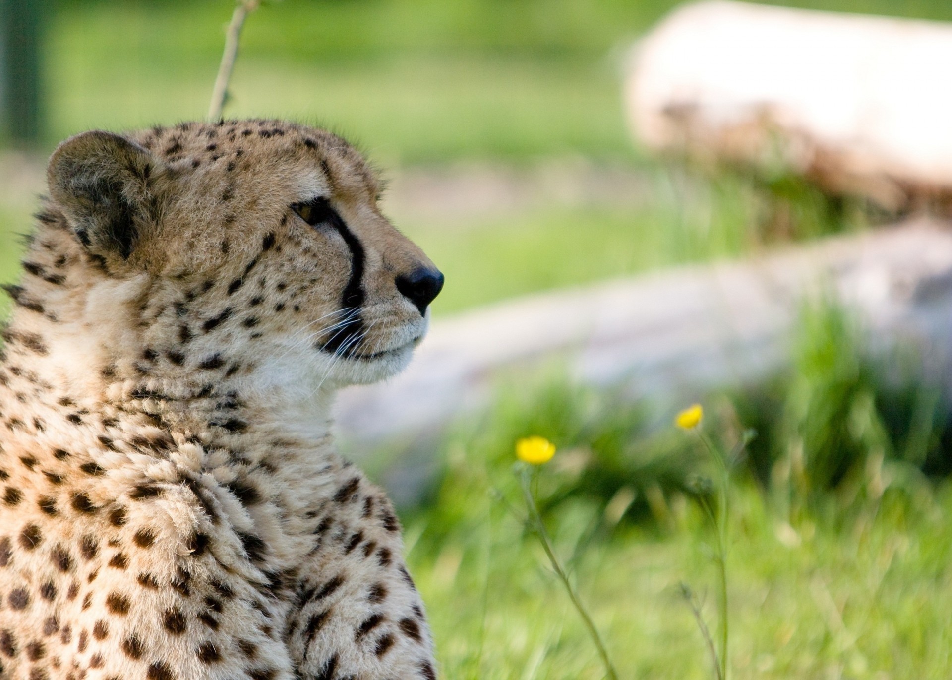 profil wildkatze gepard zähne