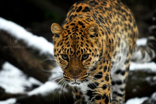 Amur leopard is a beautiful wild cat