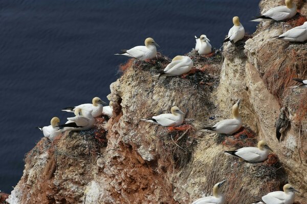 Gaviotas en nidos en las rocas