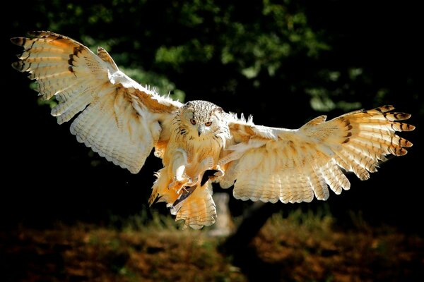 Fliegende Eule mit ausgestreckten Flügeln