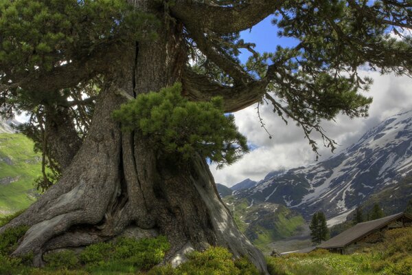 An ancient tree against the background of mountains and clouds