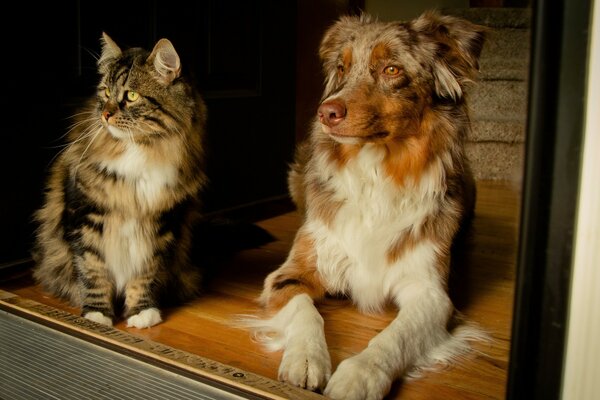 El perro puede ser amigo del gato