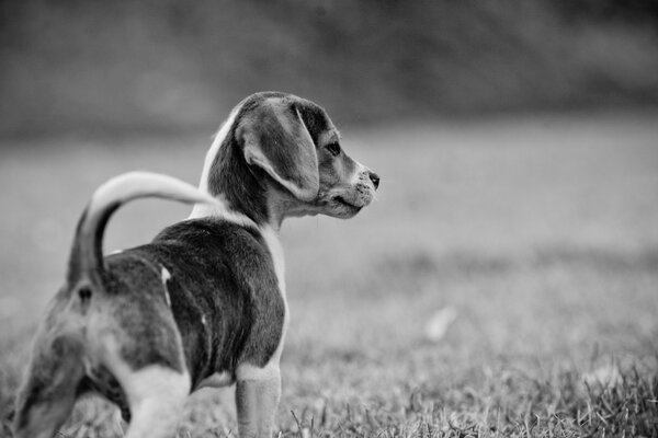 Cachorro en un paseo. Fondo blanco y negro