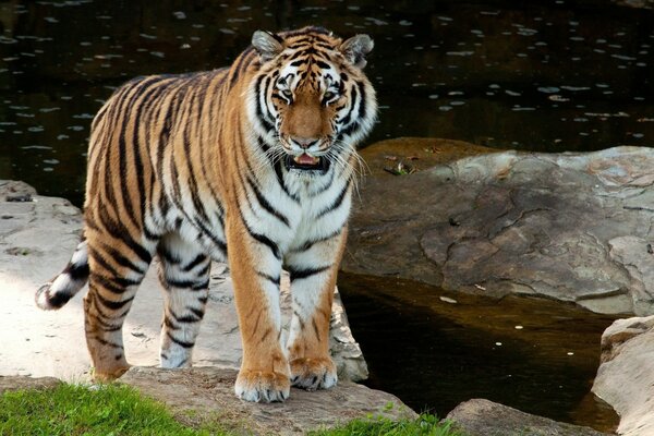 Amur tiger in the wild