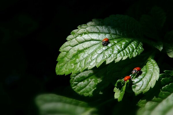 Ladybug on a zen leaf