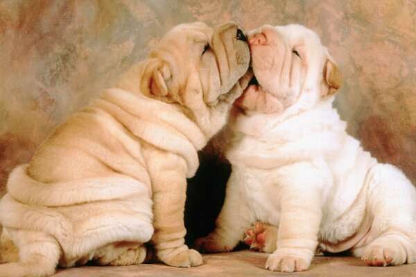 El idilio fraternal de los cachorros de Sharpei