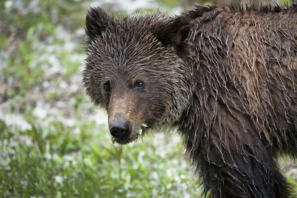 Brown wet adult bear in nature