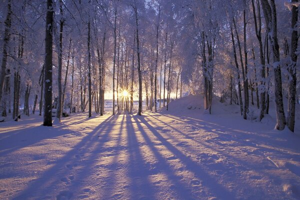 In the winter forest, the trees are covered with frost