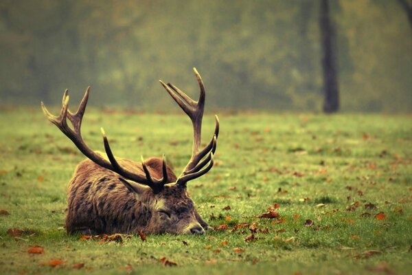 Hirsch schläft auf dem Rasen