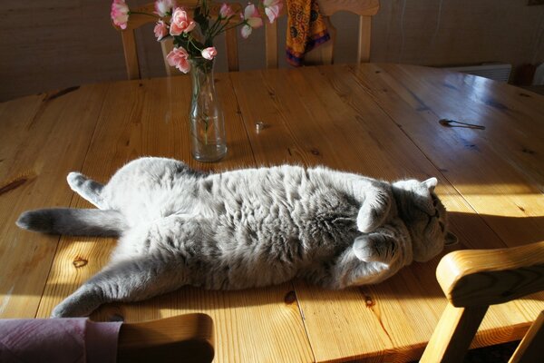 Relax the cat on the table