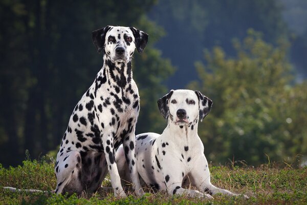 Dalmatiner Hunde jagen Natur