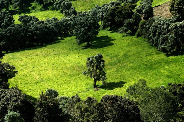 Green field with trees top view