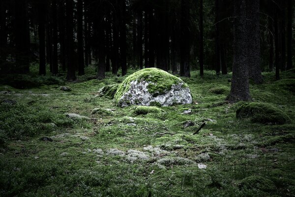 Ein Stein im Wald. Moos. Die Natur