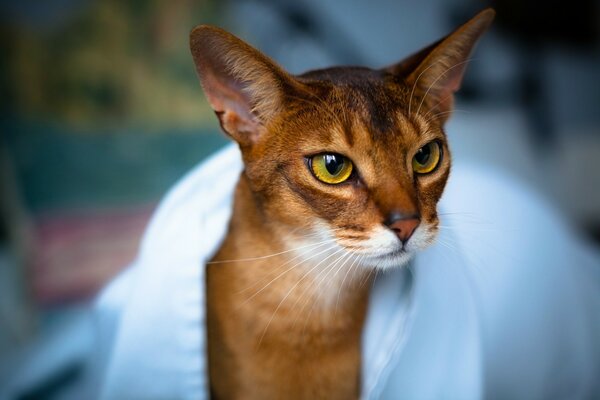 A cat in a towel with slanted eyes