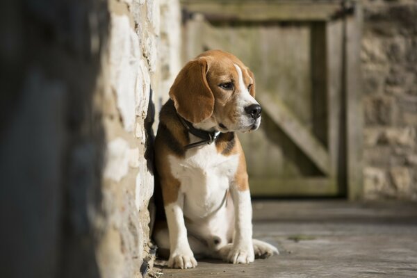 Einsamer Beagle- Hund ist ein Freund des Menschen