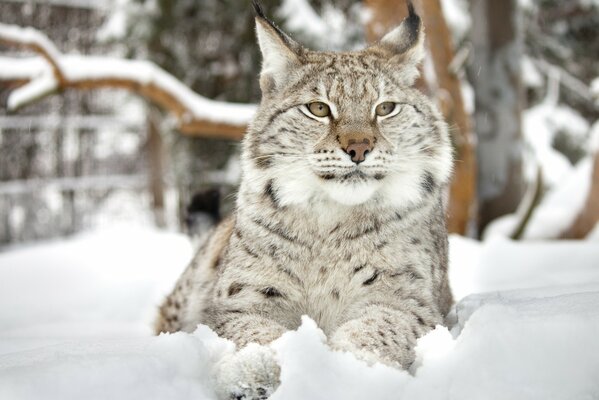 Luchs im Winterwald