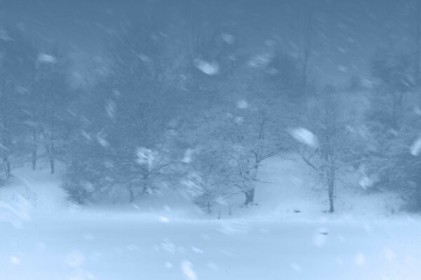 Blizzard dans la forêt d hiver