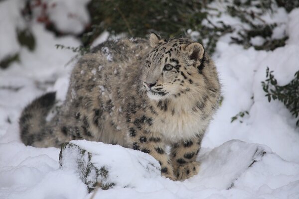 Wildkatze sitzt im Schneeleopard