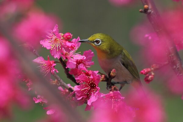 A hummingbird on a branch collects nectar from a flower