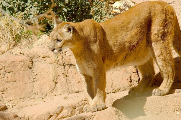 Puma en todo su esplendor de gato salvaje