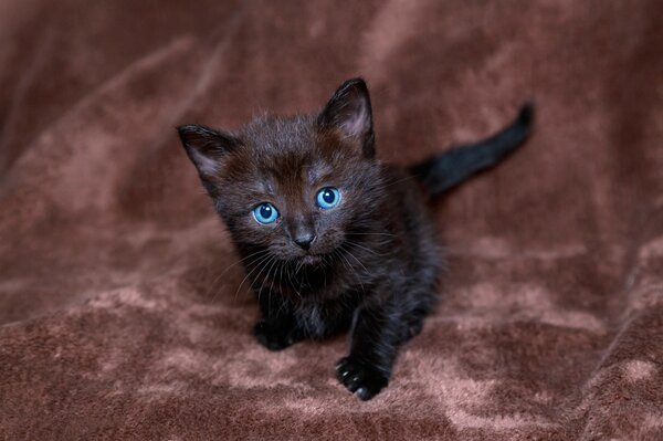 Gatito de ojos azules de color negro