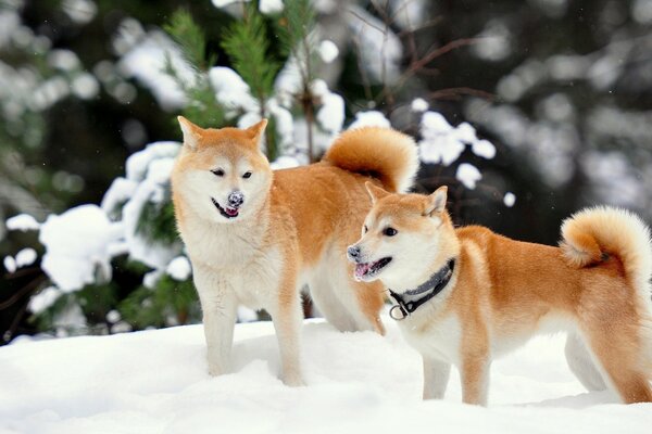 Cute akita inu dogs in the snow