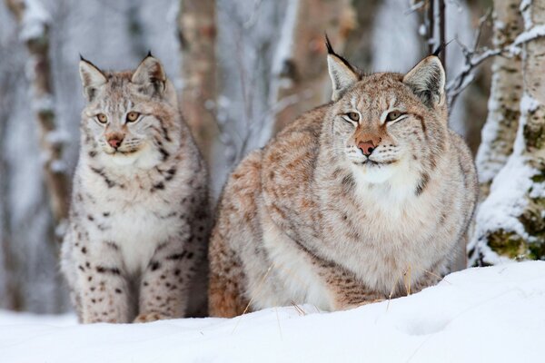 Luchs im Taiga-Wald schwanger