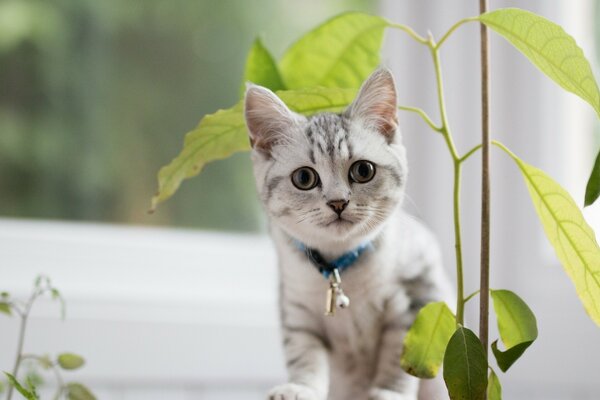 Britische kurzhaarige Katze mit Blume