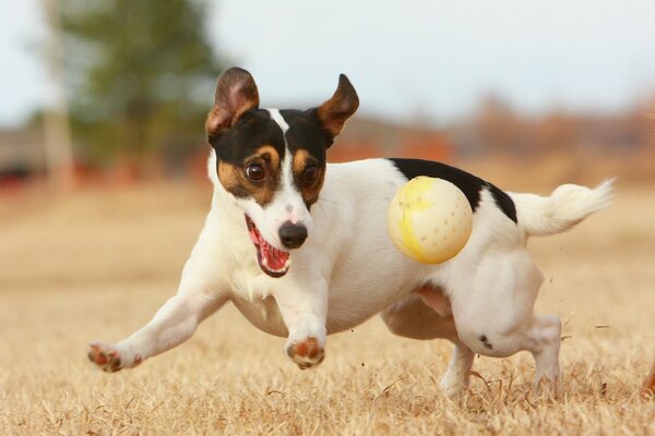 Cute dog chasing a balloon