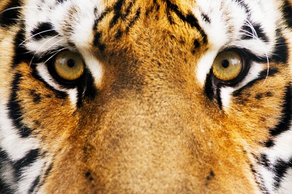 Predator. Alluring tiger eyes