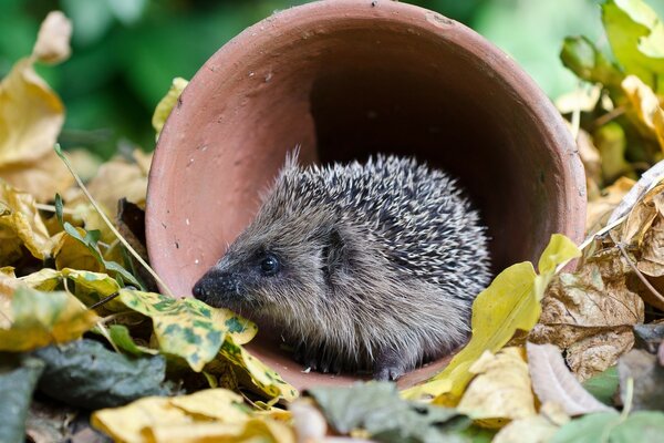 Hedgehog in a clay jug among autumn foliage