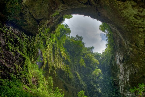 The gorge. Plants. Nature. Desktop screensaver