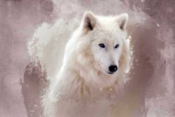 A white wolf with sad eyes