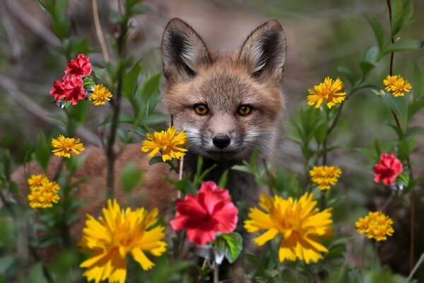 Volpe in natura su uno sfondo di fiori