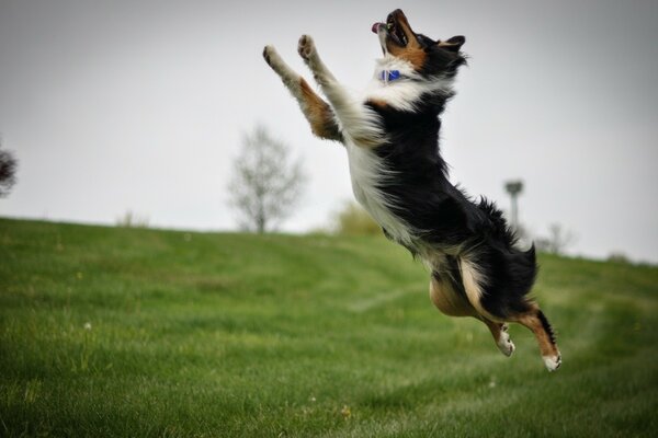 Dog jumping in the meadow