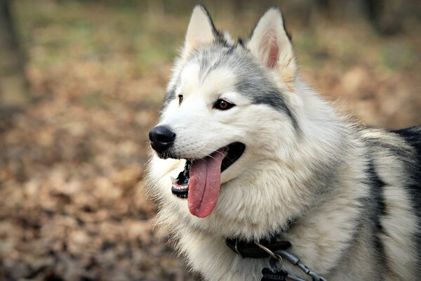 El perro Husky yace en el césped