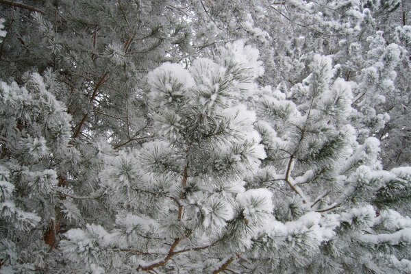 Die Weihnachtsbäume sind mit Frost bedeckt. Winterwald