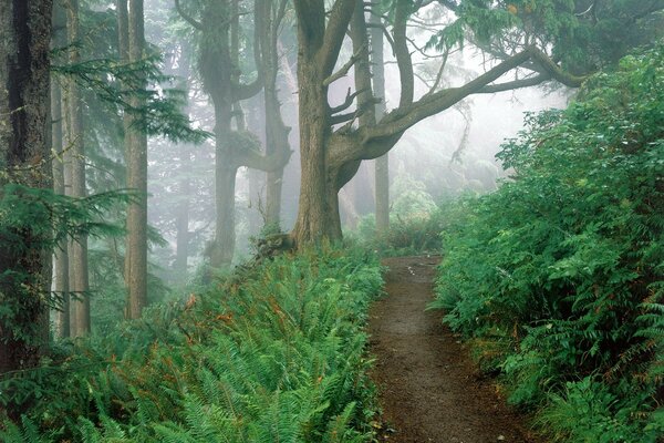 Wanderweg durch Nebel und Farn